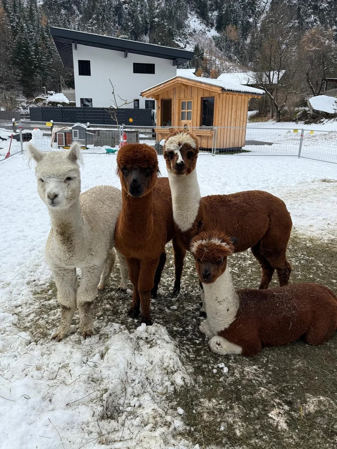 Alpakas im Winter vor dem Hof in Tumpen im Ötztal